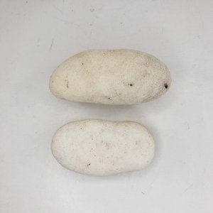 Round Oblong Fossil Shell Puffy Vintage Natural Set of 2